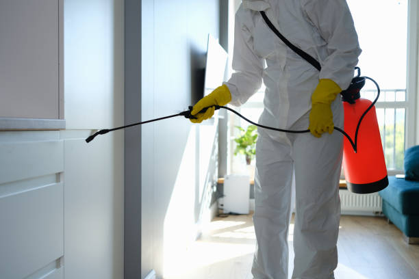 Best Attic Mold Removal  in Maysville, KY