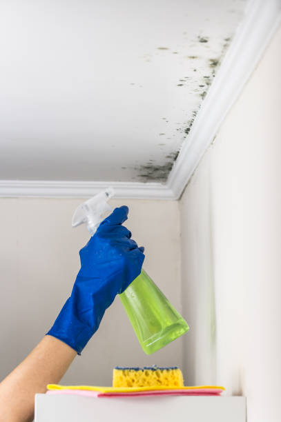 Best Certified Mold Removal  in Maysville, KY